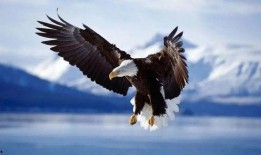 鹰羽落处是长冬,长冬初绽