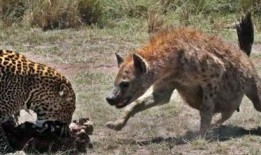 鬣狗式生存 2020,2020年职场生存法则揭秘