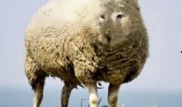 披着狼皮的羊,揭秘伪装下的真实面目