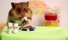 人类与仓鼠,亲密伙伴的奇妙关系揭秘