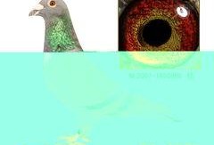 千禧年时代炸弹,揭秘21世纪的定时危机