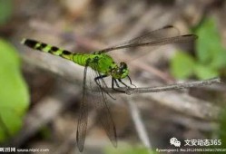 喂！蜻蜓 第二季,夏日再续蜻蜓之恋