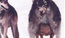 披着狼皮的羊,揭秘伪装下的真实面目