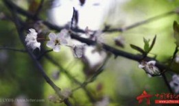 晚春不晚,捕捉春日余晖的美好时光