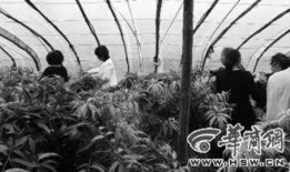 温室学院 第一季